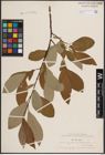 Foto von Salix caprea L.